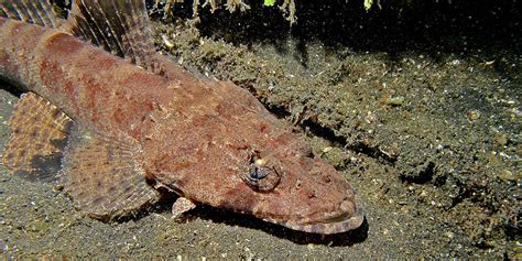  Clinostomum! A Master of Disguise Hiding Inside Freshwater Fish