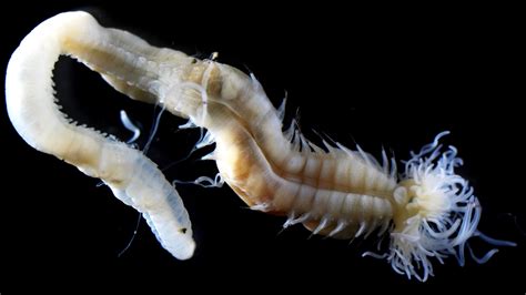  Quatrifurca!  A Glimpse into the Fascinating World of this Marine Worm with Unusually Arranged Appendages 