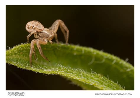  Xysticus!  The Master Weaver: A Tiny Hunter With Eight Legs That Knows How To Camouflage Perfectly