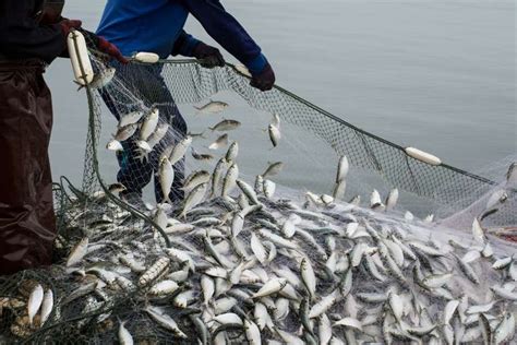  코드 🐟 이 특이한 어류는 눈에 보이지 않는 방식으로 사냥하는데, 어떻게 그렇게 가능할까요?