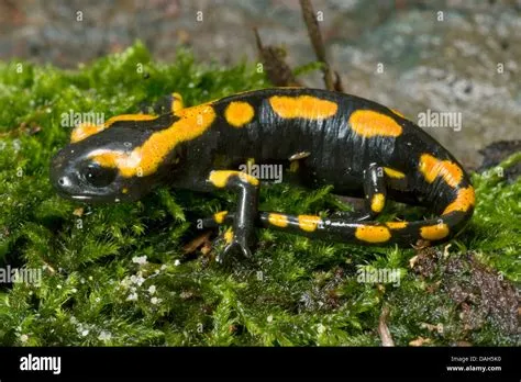  이탈리아산  firefighting salamander! 밤에 활동하는 물과 땅 사이의 생존 전략을 가진 독특한 양서류