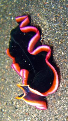  Umbrella Worm: Discover the Secrets of This Flatworm with Remarkable Regeneration Abilities!