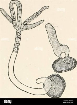  Urocystis - A Gelatinous Puzzle That Floats With Tiny Tentacles!