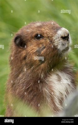  Vancouver Island Marmot! A Gentle Giant Living on Mountain Slopes Covered in Wildflowers