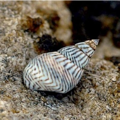    zebra Periwinkle:  A Miniature Mollusc Mastermind That Makes Its Home on Rocky Shores!